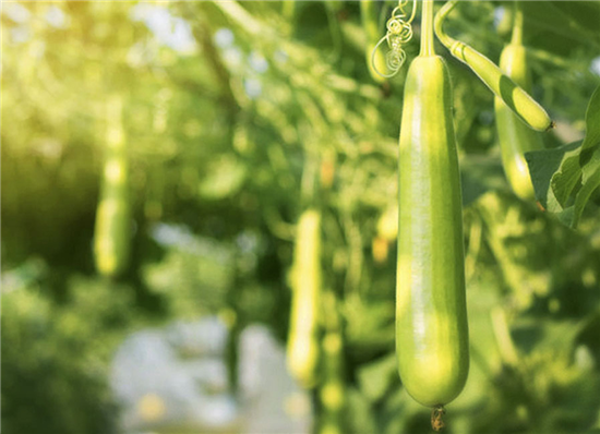 EnjoyLaVida Eco Scheuerschwamm/Geschirrspülschwamm aus Luffa