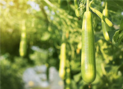 EnjoyLaVida Eco Scheuerschwamm/Geschirrspülschwamm aus Luffa